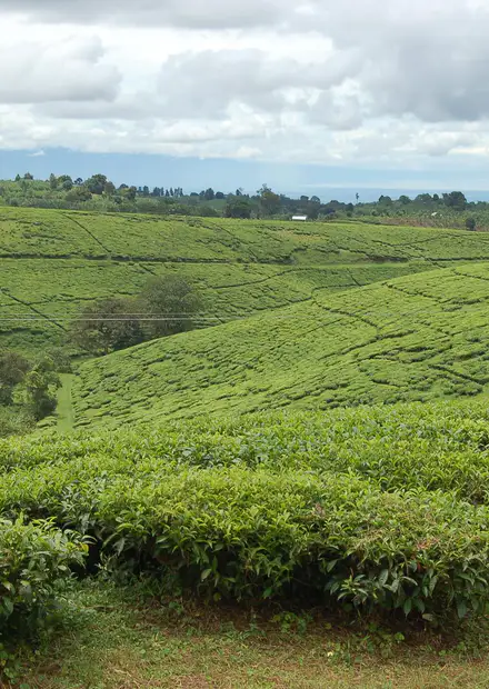 Tukuyu - Wikipedia