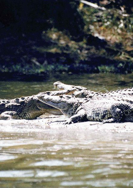 Liwonde National Park - Wikipedia