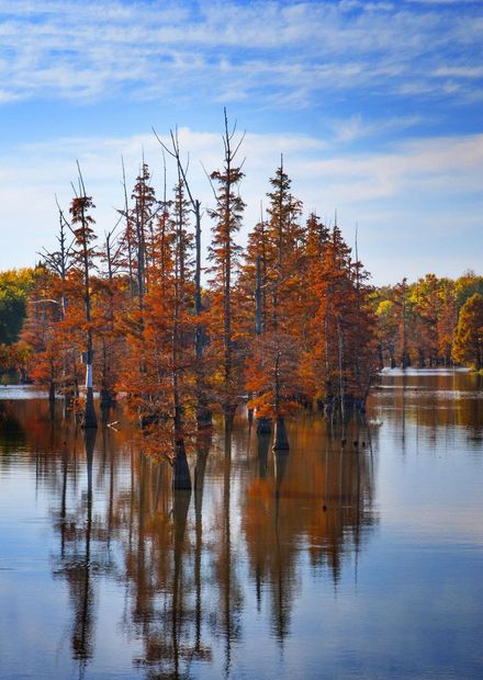 File:Reelfoot Lake Tennessee (30213011 ...