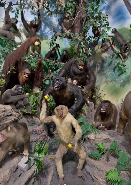 Berkas:Primate Taxidermy, Rahmat ...