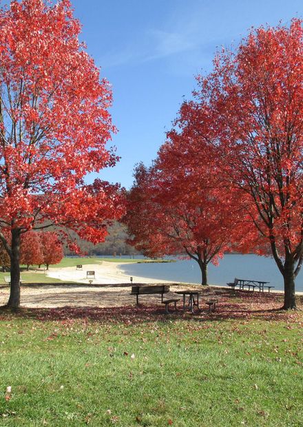 File:Bald Eagle State Park ...