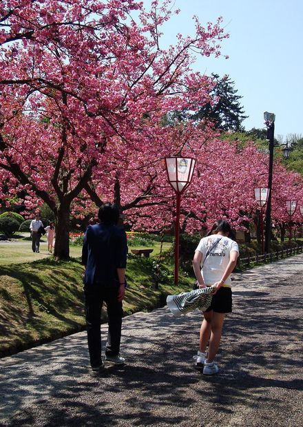 Hirosaki castle park - panoramio.jpg ...