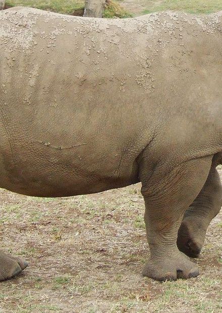 File:Rhino 5.jpg - Wikimedia Commons