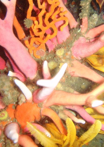 File:Stylaster nobilis PC132944.JPG ...