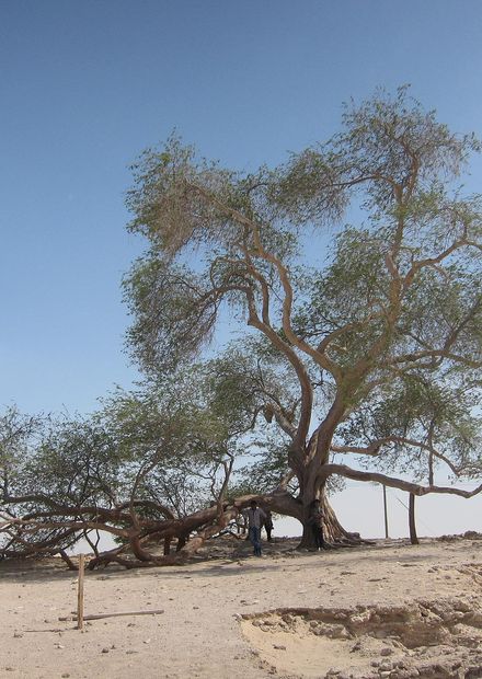 File:Tree of Life, Bahrain - ജീവന്റെ ...