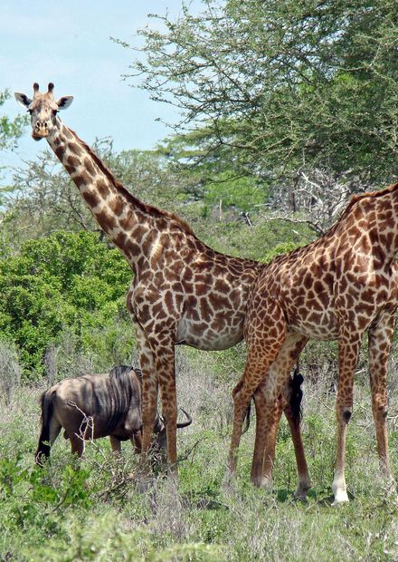 File:TZ Selous Giraffes and Gnu.jpg ...