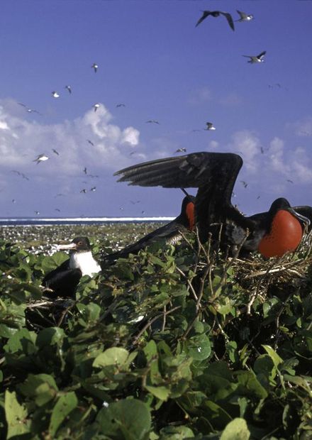 File:Johnston Atoll Seabirds FWS.jpg ...