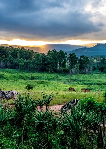 Mlilwane Wildlife Sanctuary.jpg ...