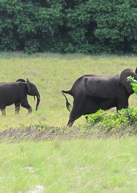 Gabon Loango National Park Elephant ...