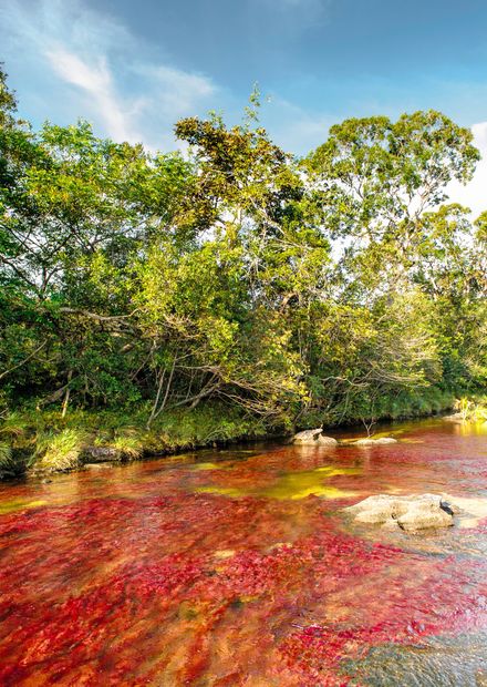 Archivo:CAÑO CRISTALES COLOMBIA, EL ...