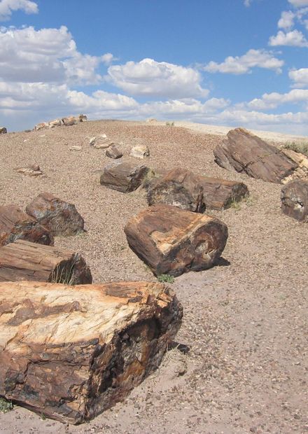 File:Petrified Forest National Park ...