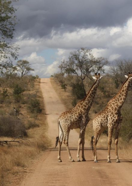 File:Giraffes in Kruger National Park ...