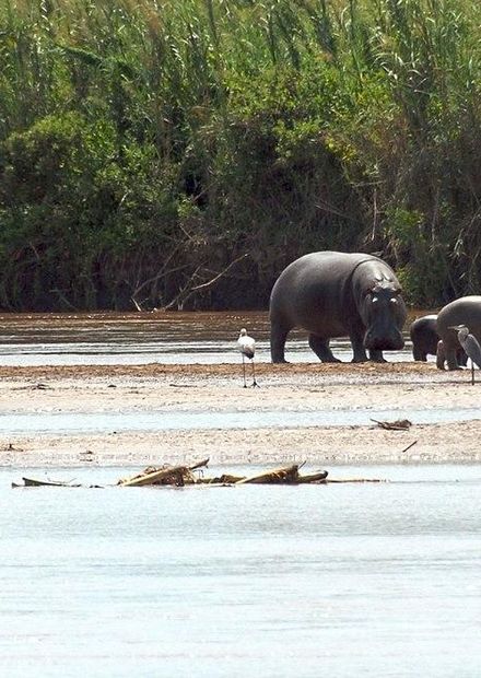 Dosiye:Rusizi NP hippopotamus.jpg ...