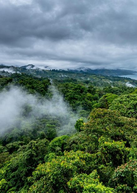 File:Cloud Forest (260448263).jpeg ...