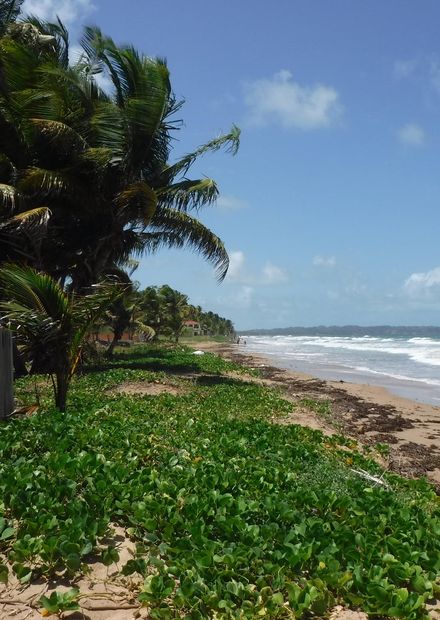 Mayaro Bay - Wikipedia