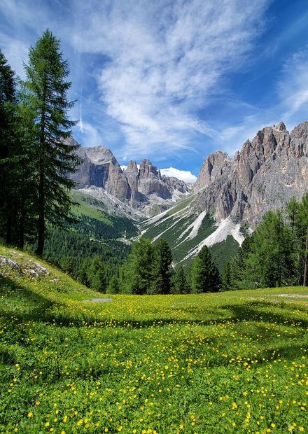 Rock mountain near pine trees ...