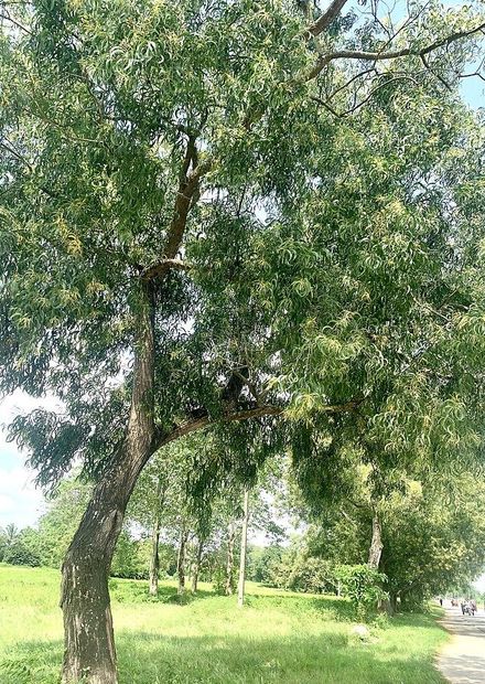 File:Acacia auriculiformis along ...