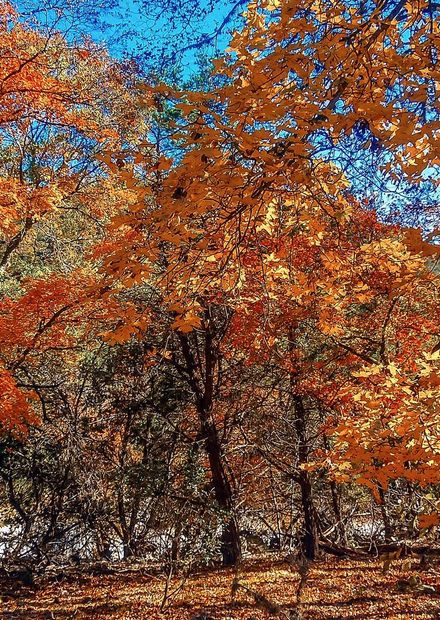 File:The Lost Maples State Park - Fall ...