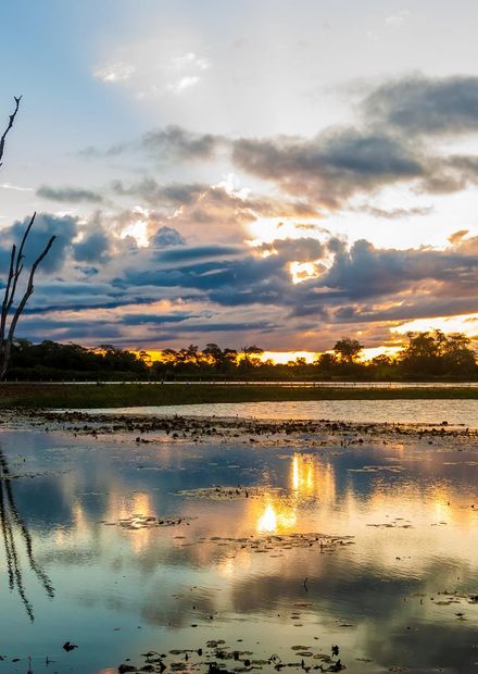 Ficheiro:Pantanal em Mato Grosso Brasil ...