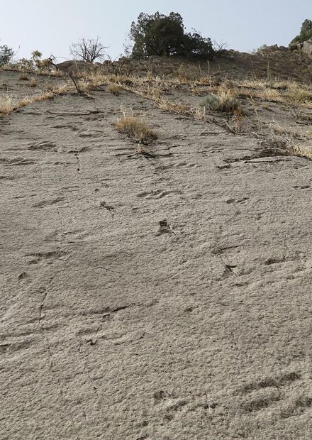 File:Dinosaur footprints in Shirkent ...