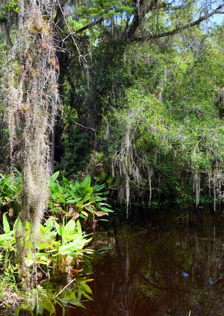 File:Big Cypress Bend Boardwalk 3.jpg ...