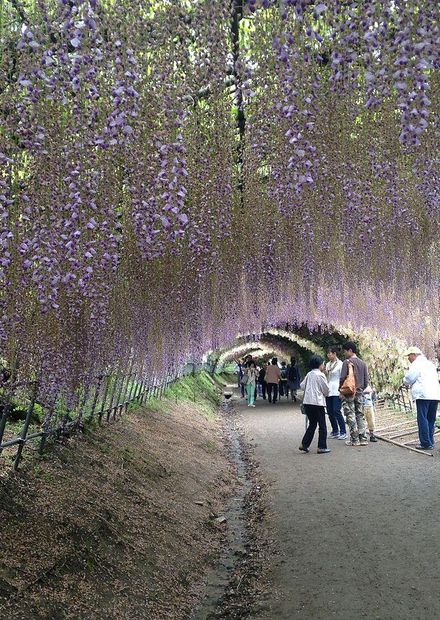 Kawachi Wisteria Garden 20150509.JPG ...
