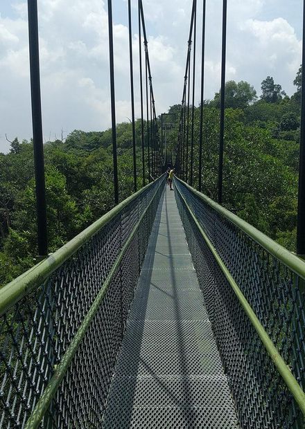 File:Treetop Walk in MacRitchie Nature ...