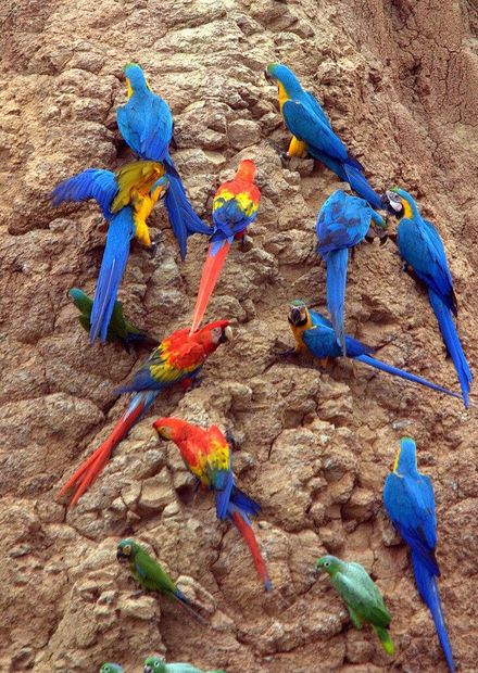Archivo:Parrots at a clay lick ...
