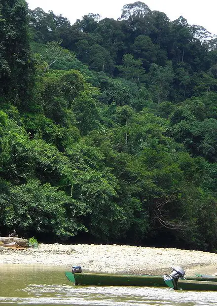 File:Brunei 10-08 ulutemburong 69.JPG ...