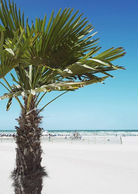coconut Palm Tree 1080P, 2K, 4K, 5K HD ...