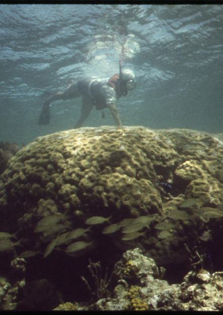 File:SNORKELING AT JOHN PENNEKAMP CORAL ...