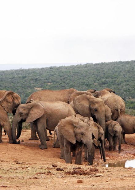 File:Addo Elephant National Park-001 ...