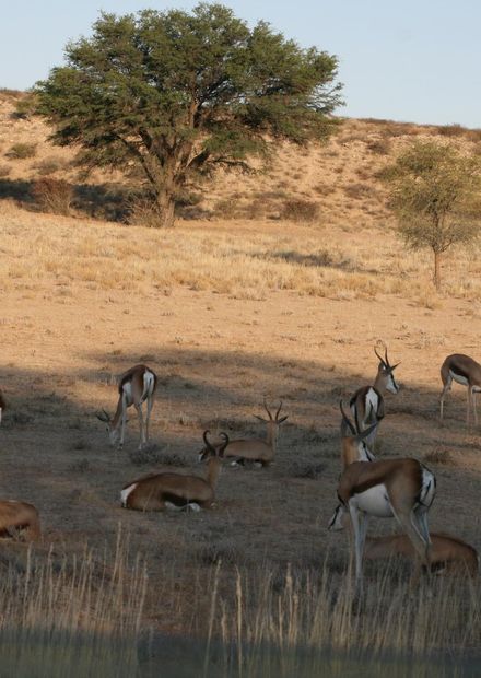 File:Kgalagadi Transfrontier Park ...