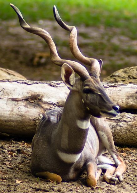 File:Male Lesser Kudu.jpg - Wikipedia