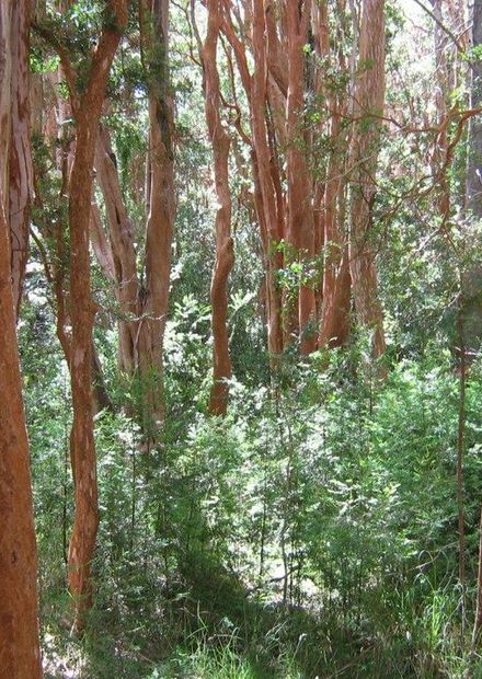 File:Parque Nacional Los Arrayanes.jpg ...