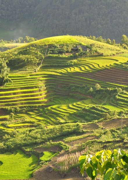 File:Terraced fields Sa Pa Vietnam.JPG ...