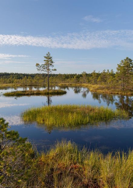 File:Viru Bog, Parque Nacional Lahemaa ...