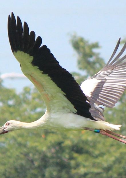 List of birds of China - Wikipedia