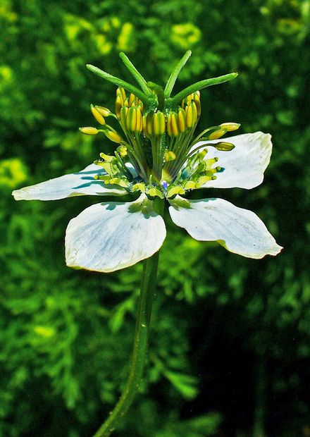 Echter Schwarzkümmel – Wikipedia