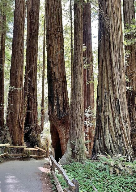 File:Muir Woods Path Through Trees June ...