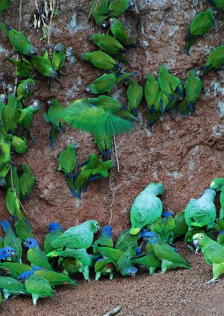 Archivo:Many parrots -Anangu, Yasuni ...