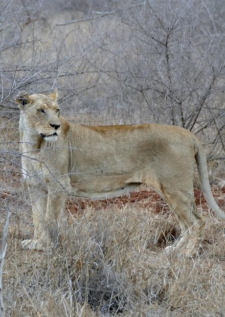 File:Lioness (Panthera leo) in the ...