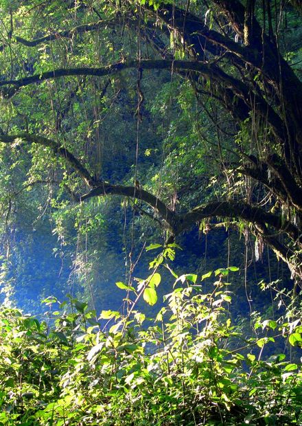 File:Mount Elgon Forest.jpg - Wikimedia ...