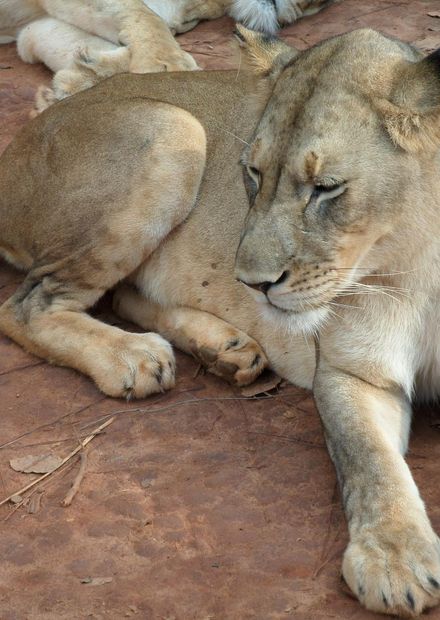 Fichier:Lionne du Cameroun.JPG — Wikipédia