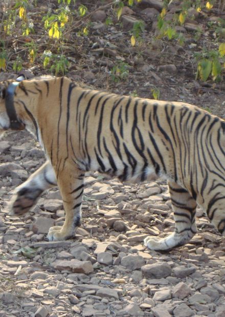File:Tiger at ranthambore national park ...