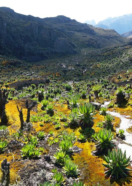 File:Rwenzori Mountains.jpg - Wikimedia ...