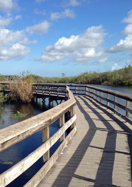 File:Anhinga Trail boardwalk.JPG ...