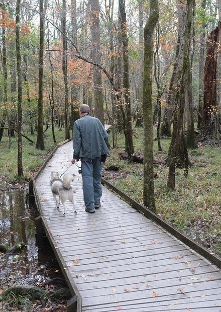 Permitting Dogs on Boardwalk Trail ...