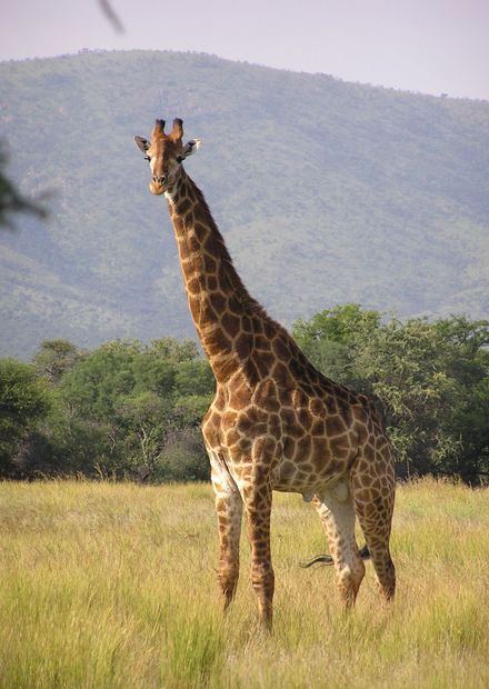 Wikipedia:WikiProject Africa/Protected ...