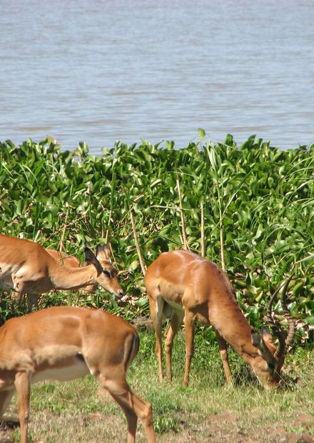 File:Impala Park.JPG - Wikimedia Commons